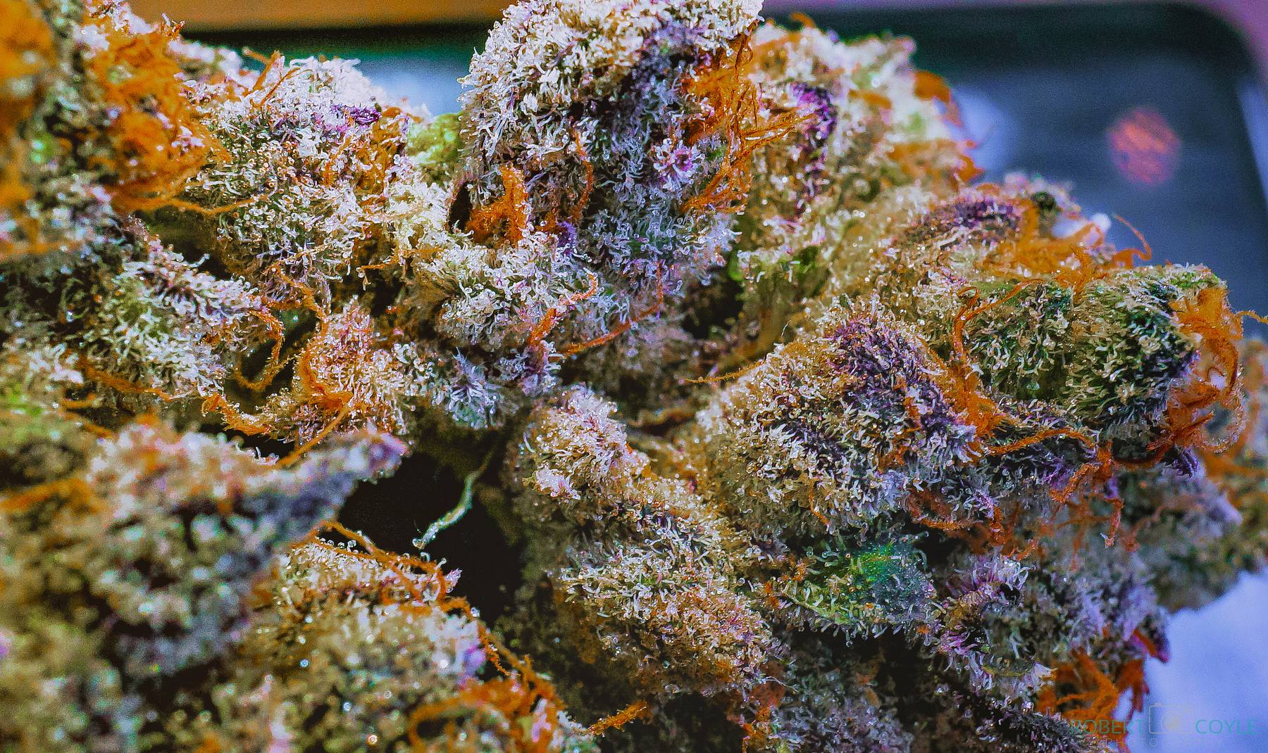Macro de tricomas de cannabis